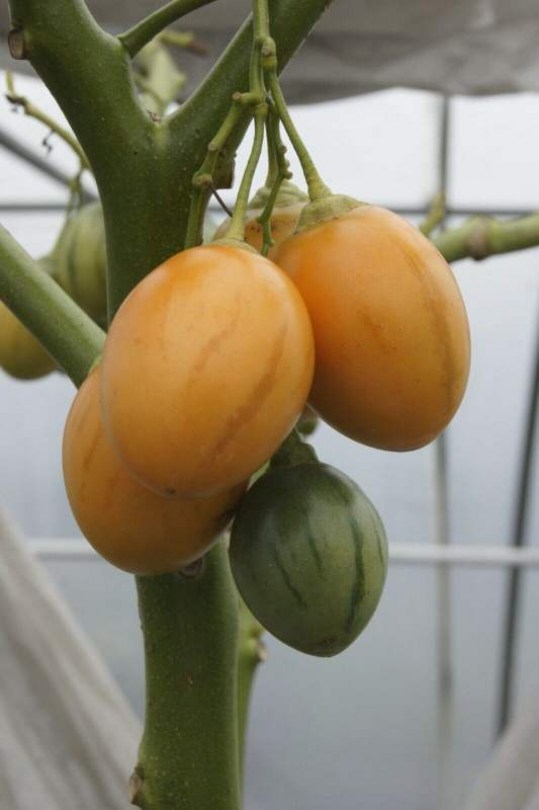 Arany trópusi paradicsomfa - Arany Tamarillo - Különleges padlizsánok az Egzotikus Növények Stúdiója kínálatából